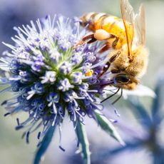 Close up of a honey bee on a blue thistle flower