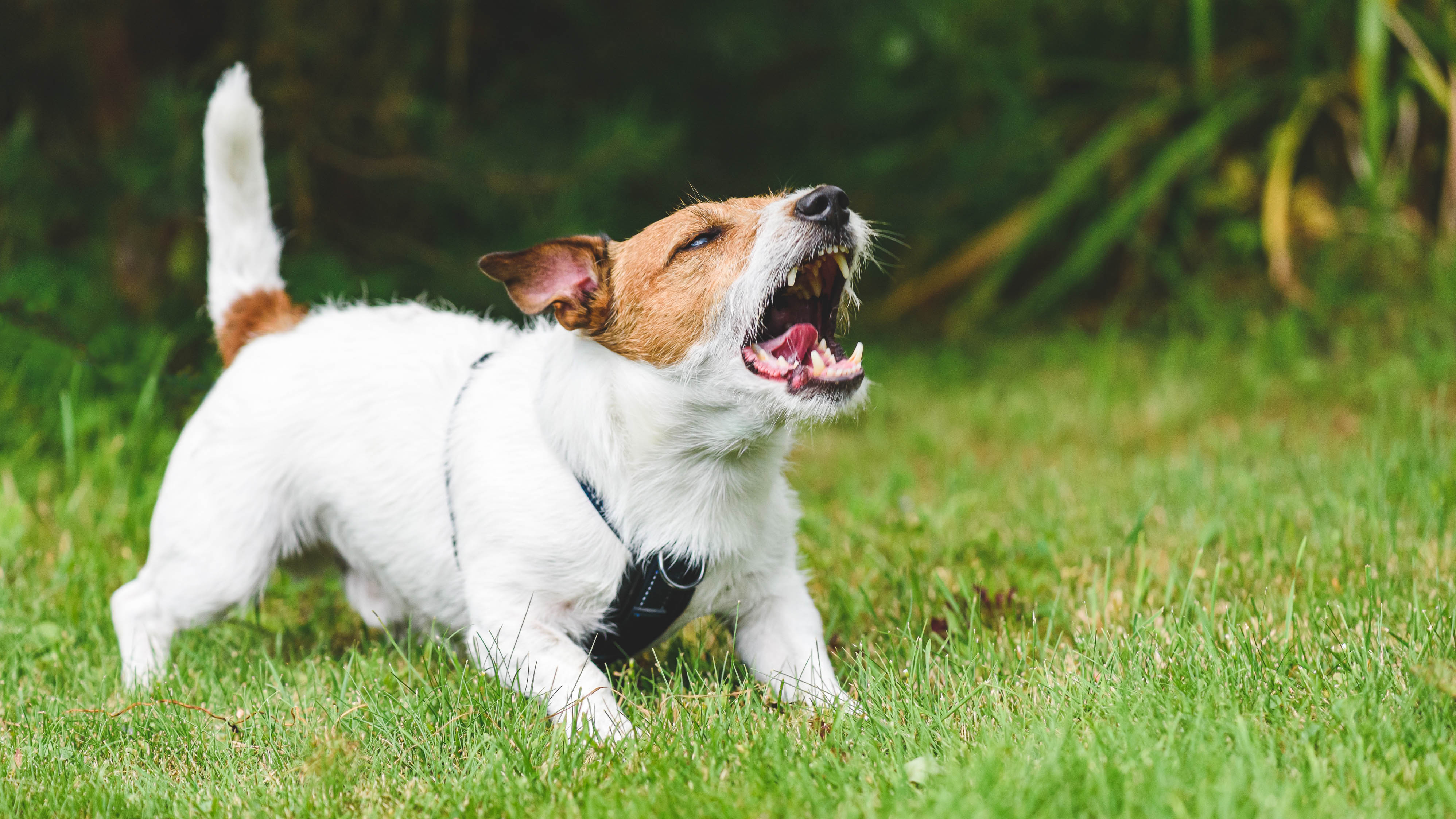 A dog barking on a lawn