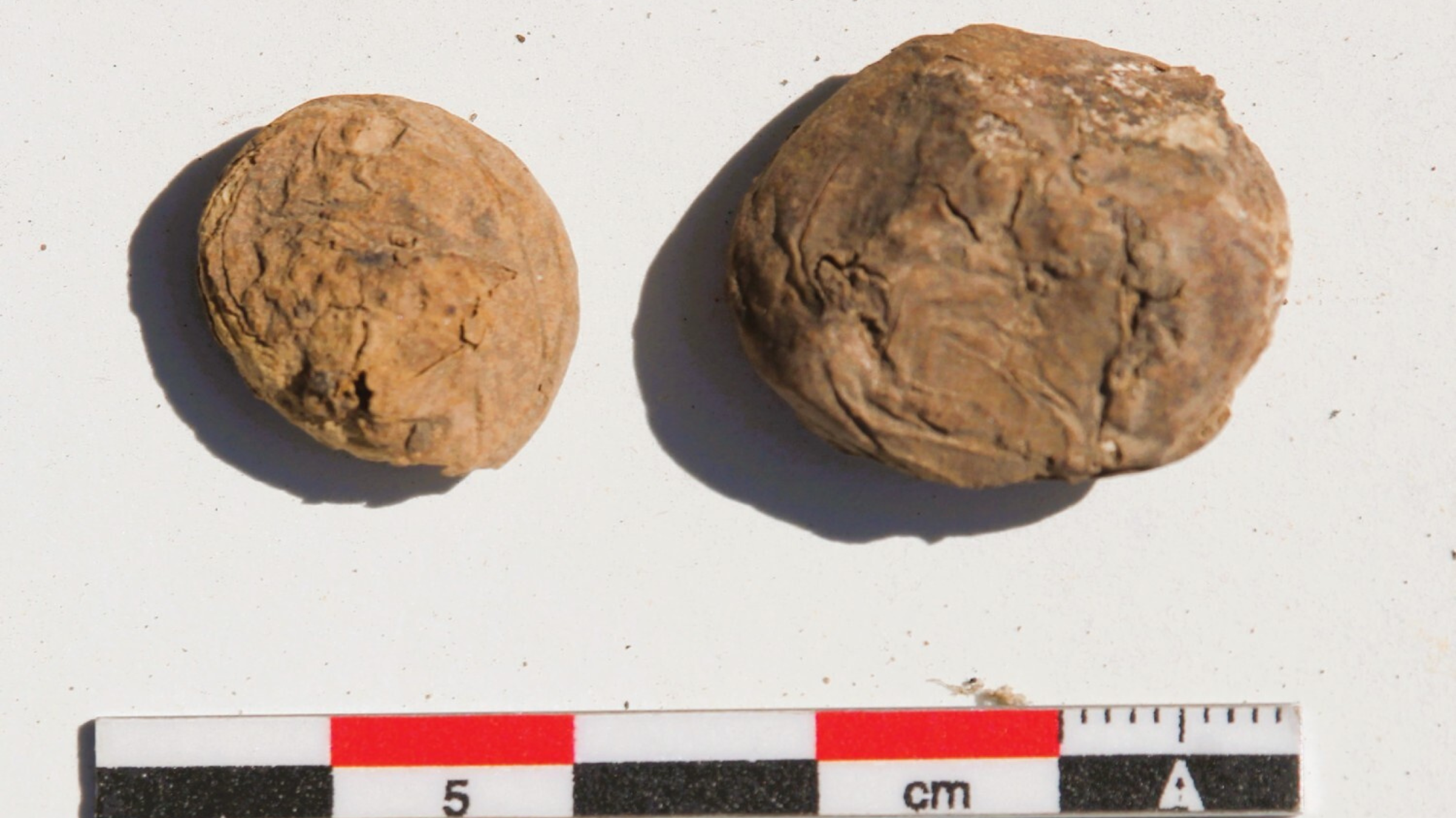 Two brown freeze-dried potatoes above a ruler