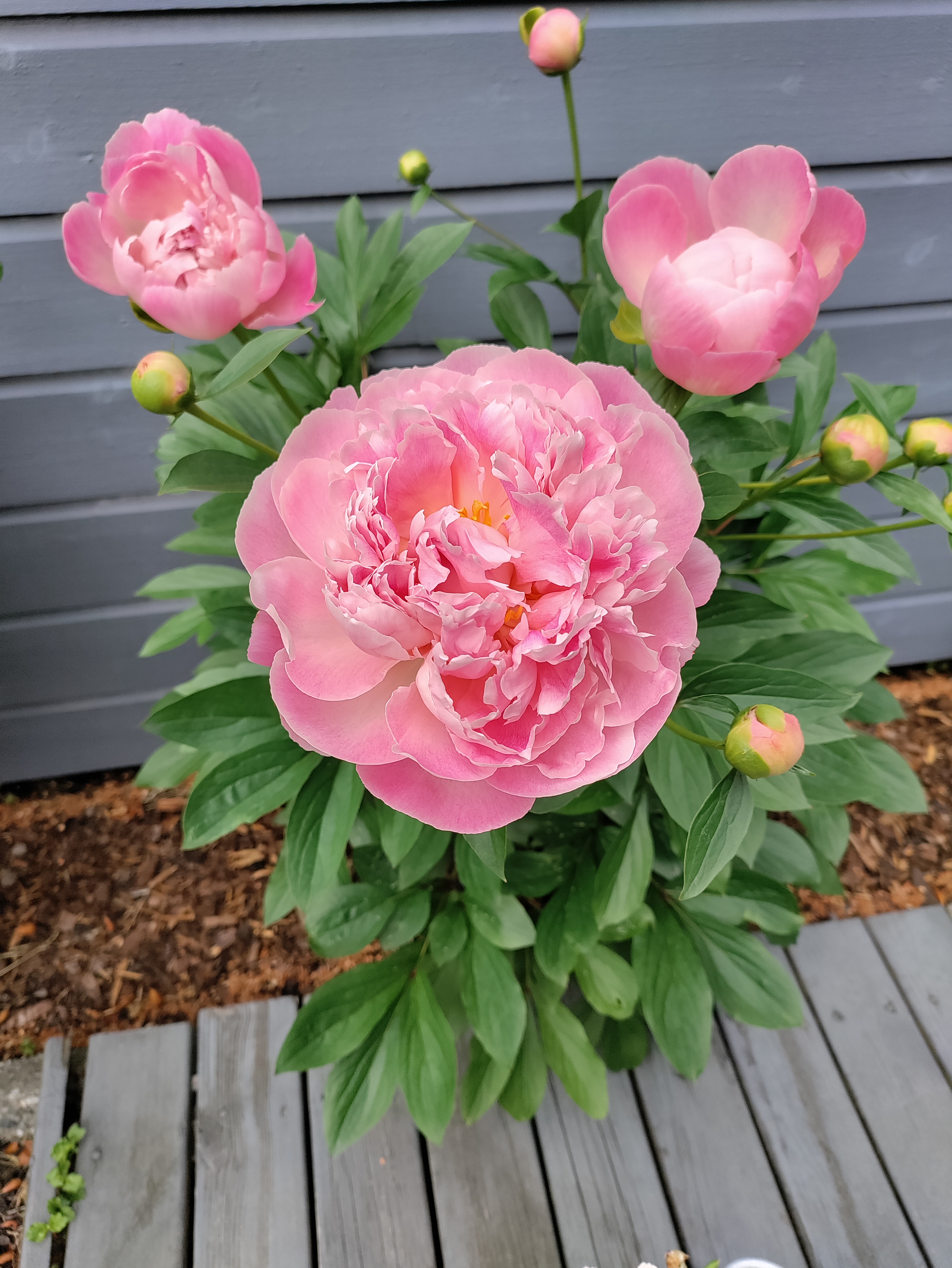 OnePlus Nord CE 5G