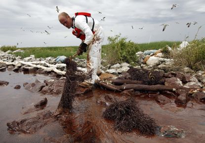 A worker picks up blobs of oil in Louisiana.