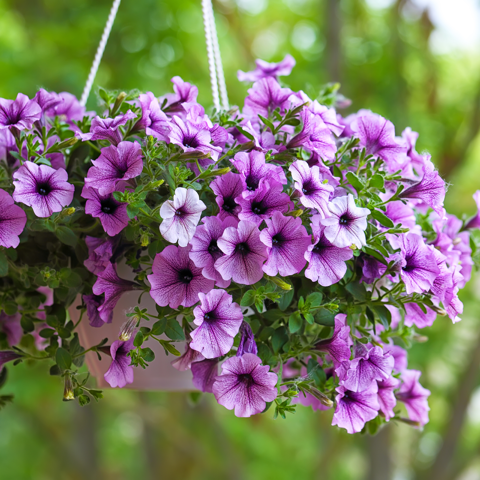 A hanging basket planted with purple petunias, showing the healthy growth and abundant flowers possible with the right hanging basket care