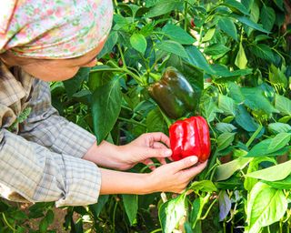woman picking a red pepper from a bush