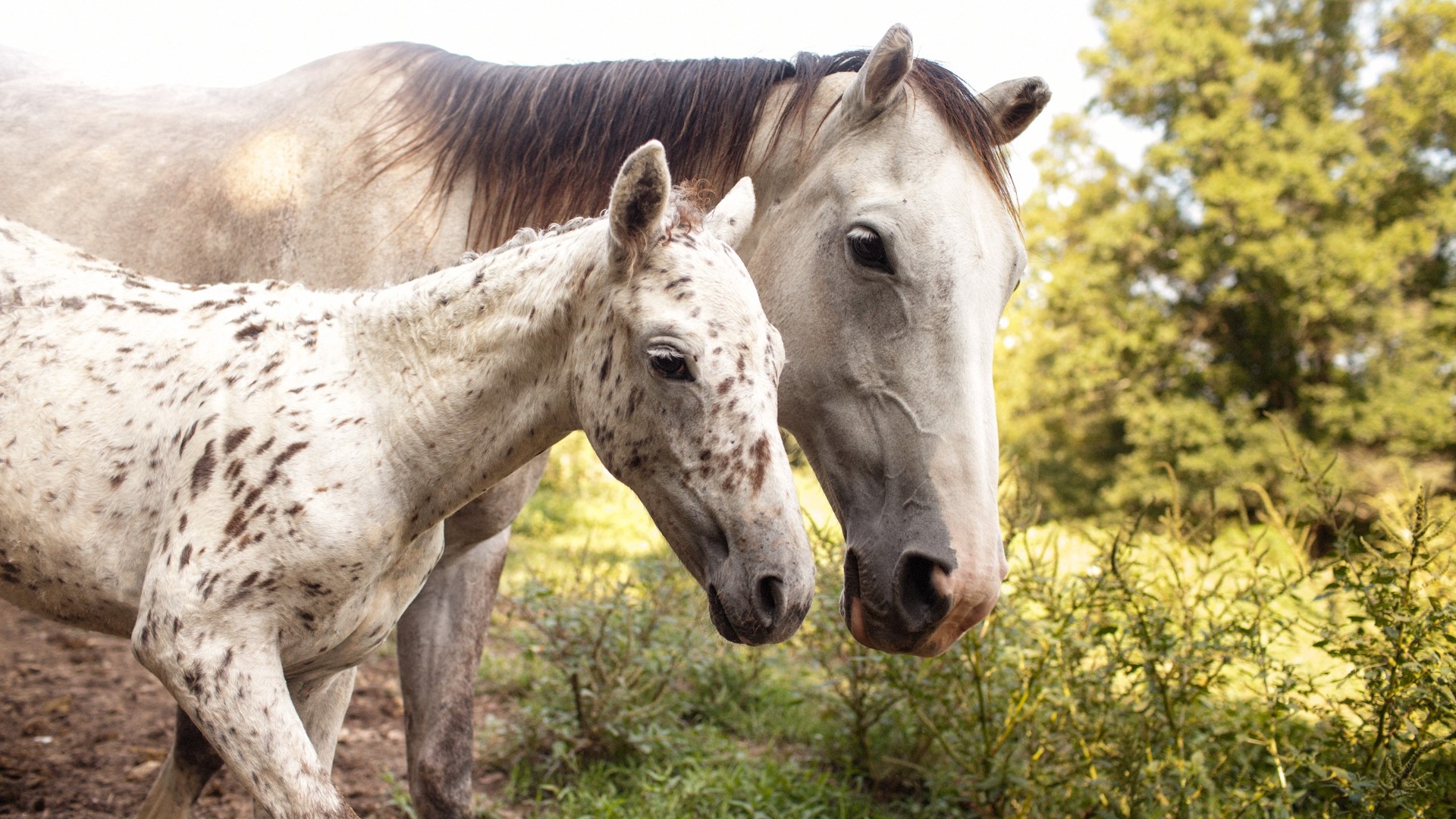 photo shows a white adult horse with a brown mane walking alongside a fowl with white fur speckled with brown spots