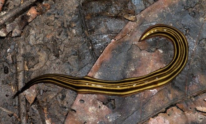 Planariam flatworm