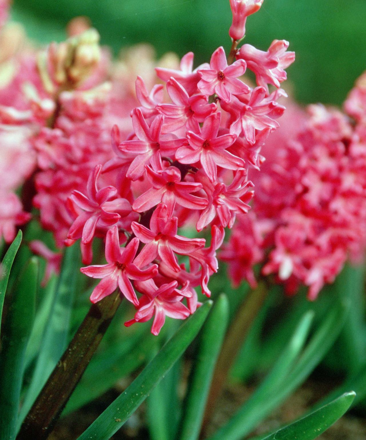 Best spring bulbs 14 choices for beautiful displays Gardeningetc