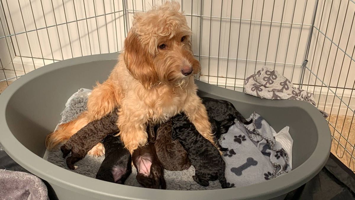 How to crate train an older dog PetsRadar