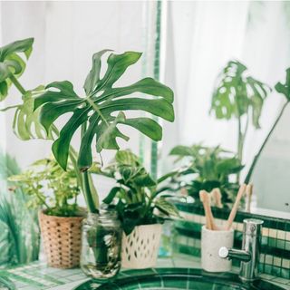 Monstera and other houseplants on a bathroom sink