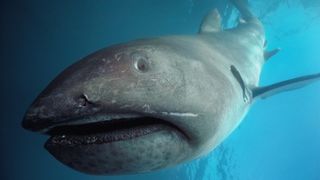 A megamouth shark off the coast of California