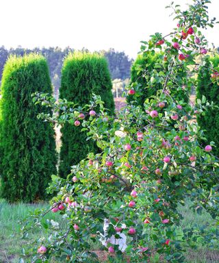Small apple tree with abundant harvest of red juicy apples as healthy snack on green grass in yard and thuja hedge in background.