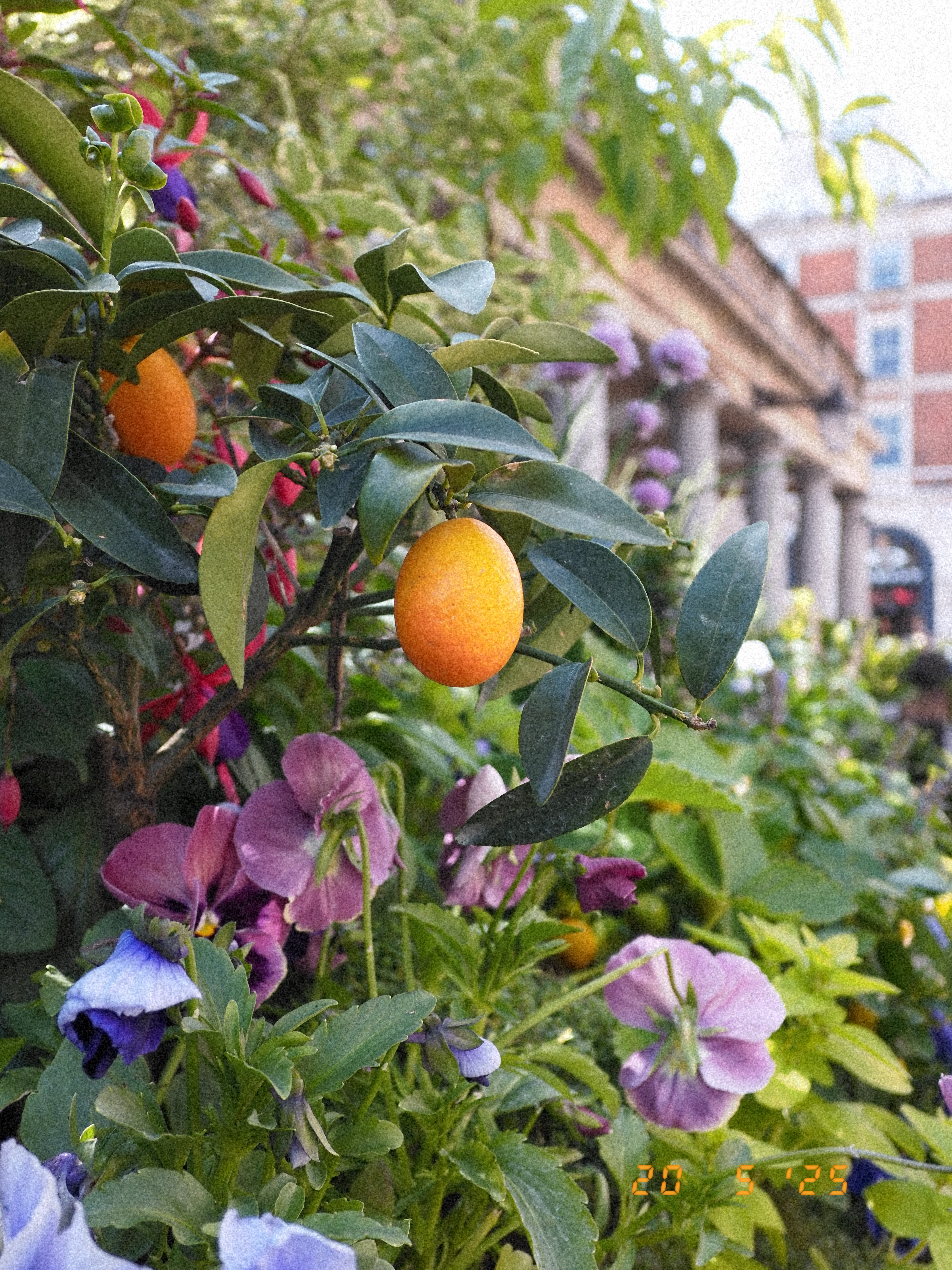 Fruit and flowers on a green bush