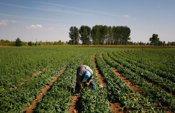 A worker on a farm.