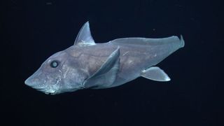 This pointy-nosed blue chimaera was videotaped by MBARI's remotely operated vehicle Tiburon near the summit of Davidson Seamount, off the coast of Central California at a depth of about 1 mile (1,640 meters).