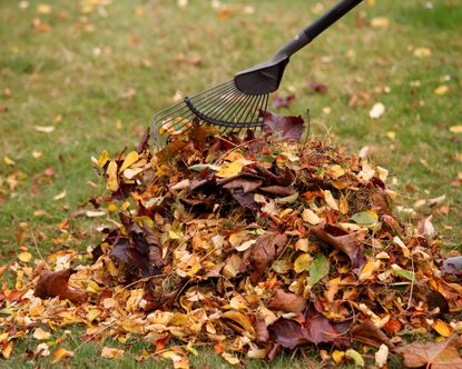 Fall leaves staked into a pile on lawn