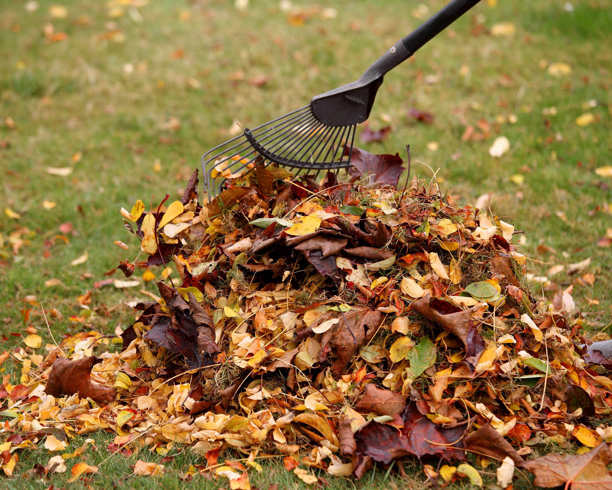 What is leaf mold? 6 steps to perfect leaf mold