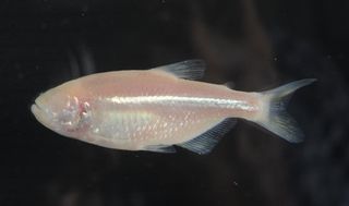 eyeless Mexican cavefish