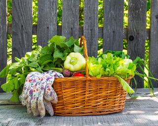 Freshly picked organic vegetables basket in the garden