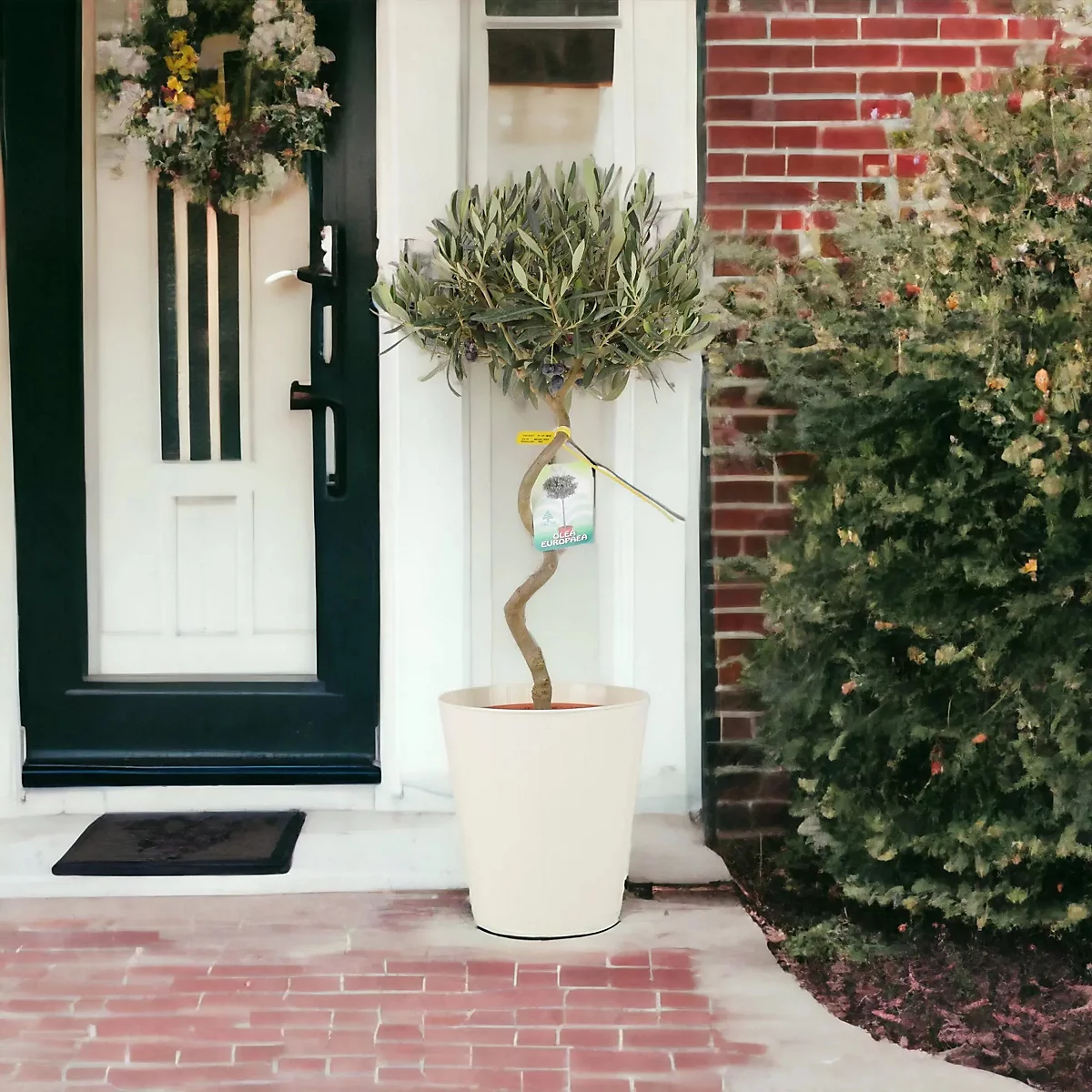 Plants by Post, Spiral Olive Tree 80 90cm Tall Evergreen Mediterranean Tree in 23cm Pot