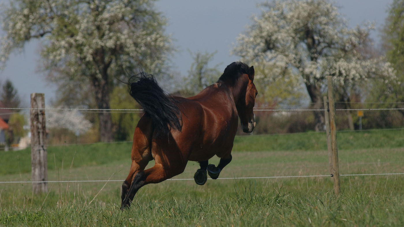 Pony galloping away in paddock.