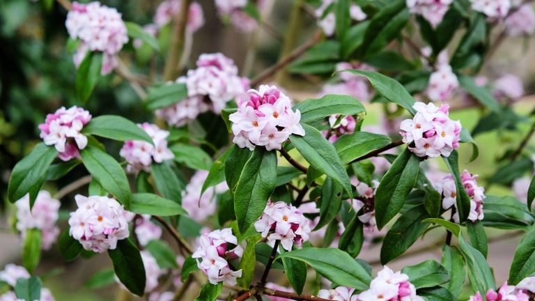 best winter flowering shrubs daphne in bloom 
