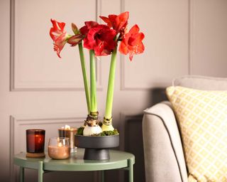 Red amaryllis bulbs in flower in living room, placed on a sage green round side table with candles, next to sofa and yellow geometric patterned cushion