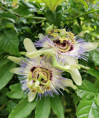 large purple and cream flowers of the passion fruit vine