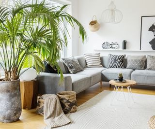 Indoor potted palm plant in pared back living room
