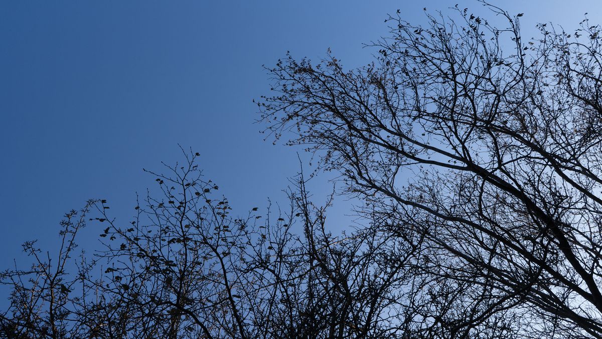 Silhouetted branches of leafless trees against a clear blue sky, creating a stark contrast between nature and the sky