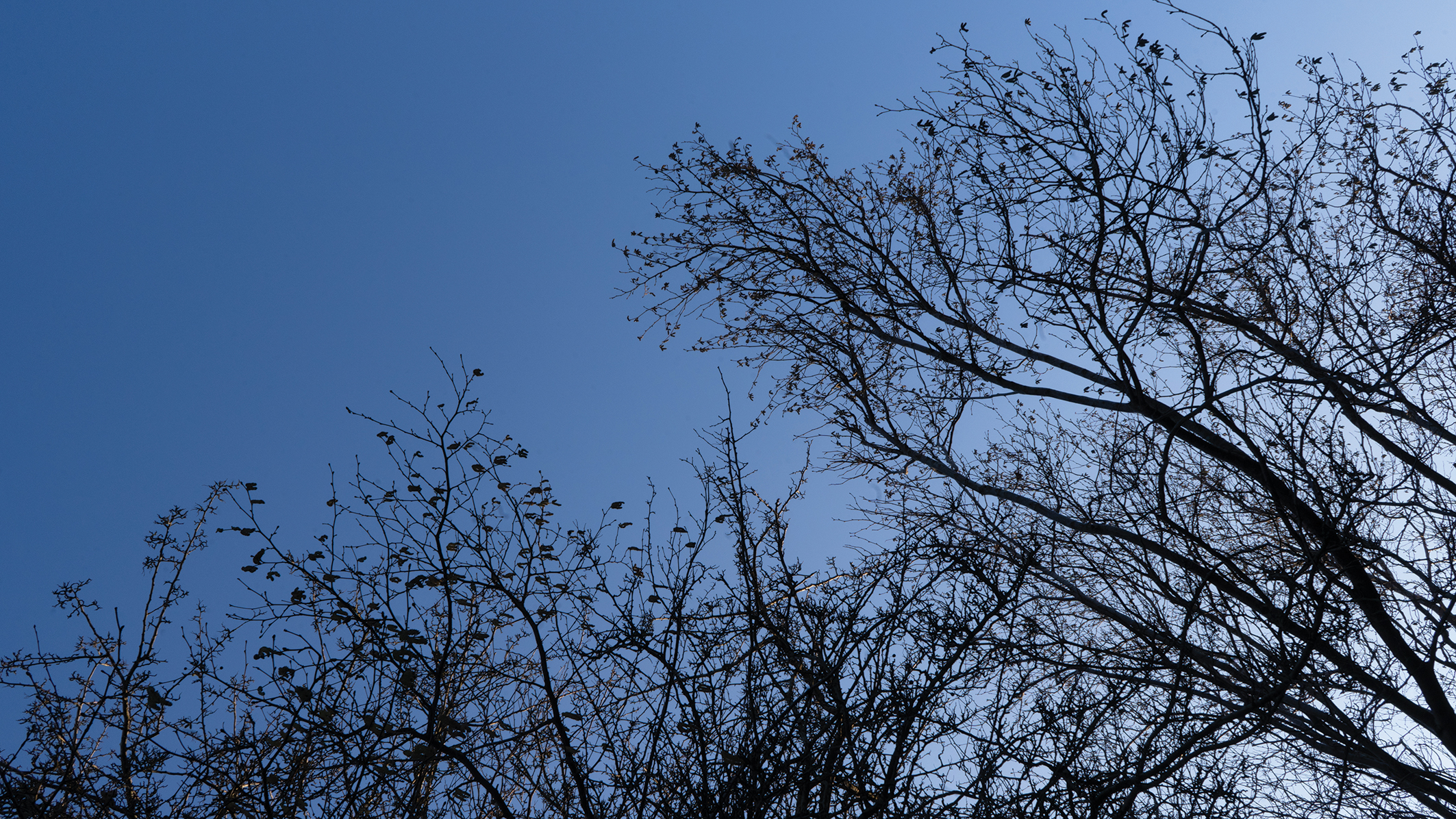 Silhouetted branches of leafless trees against a clear blue sky, creating a stark contrast between nature and the sky
