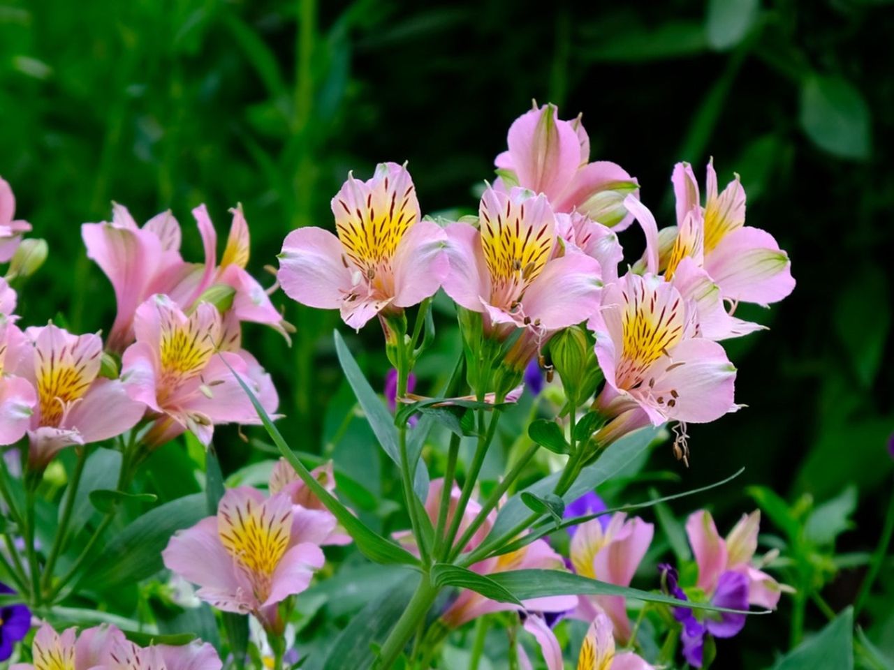 Pink Peruvian Lilies