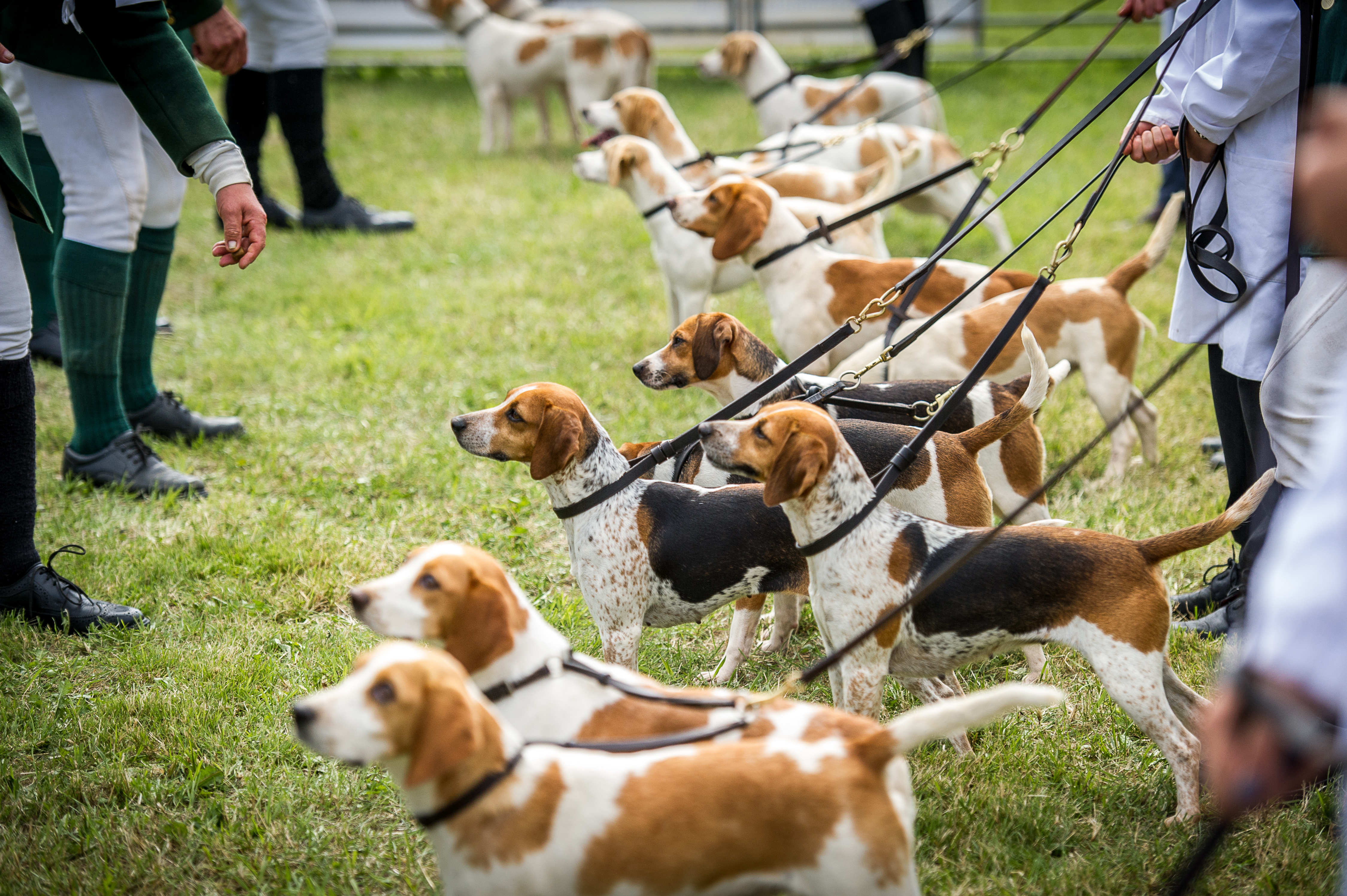 West of England Hound Show 2016 Honiton &mdash; Thirteen packs of beagles were put in front of the judges, with both championships being awarded to the Derby, Notts and Staffs