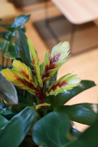 Close up of a plant flower