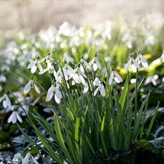Snowdrop flowers clustered together in a winter garden