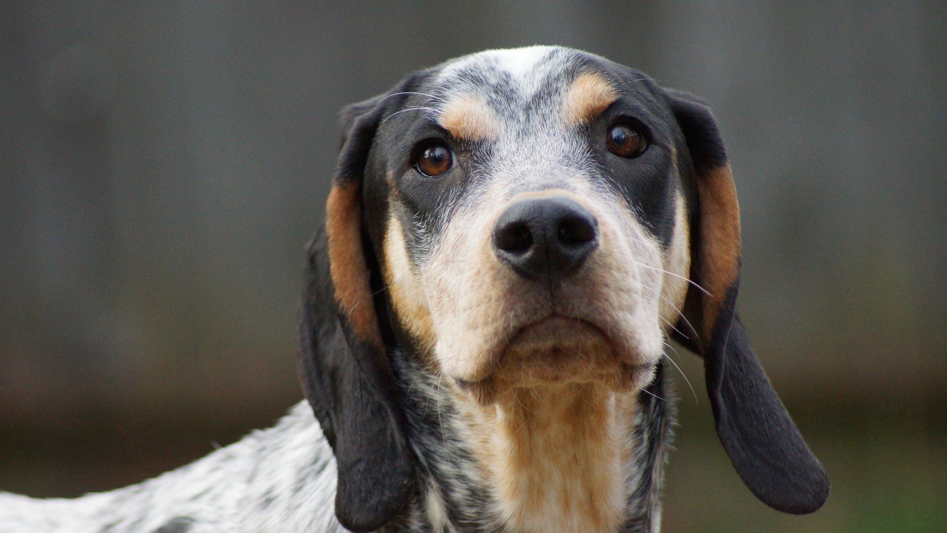 Bluetick coonhound with floppy ears