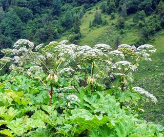 Giant hogweed with large green leaves and white umbel flowers in a mountainous landscape