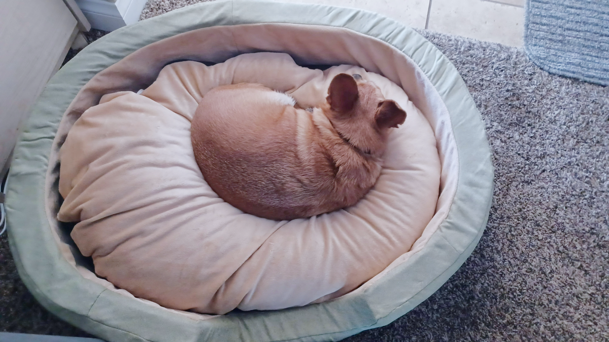 Michael's dog Tito lying in the K&amp;H Pet Products Thermo-Snuggly Sleeper Heated Dog Bed, one of the best heated pet beds