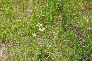 north american prairie, ecosystems