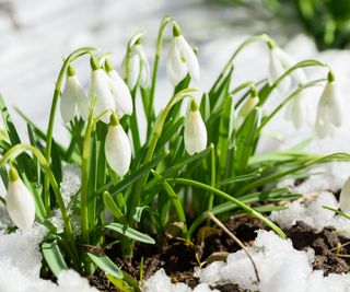 snowdrops flowering in snow