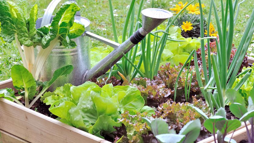 A watering can in a vegetable patch