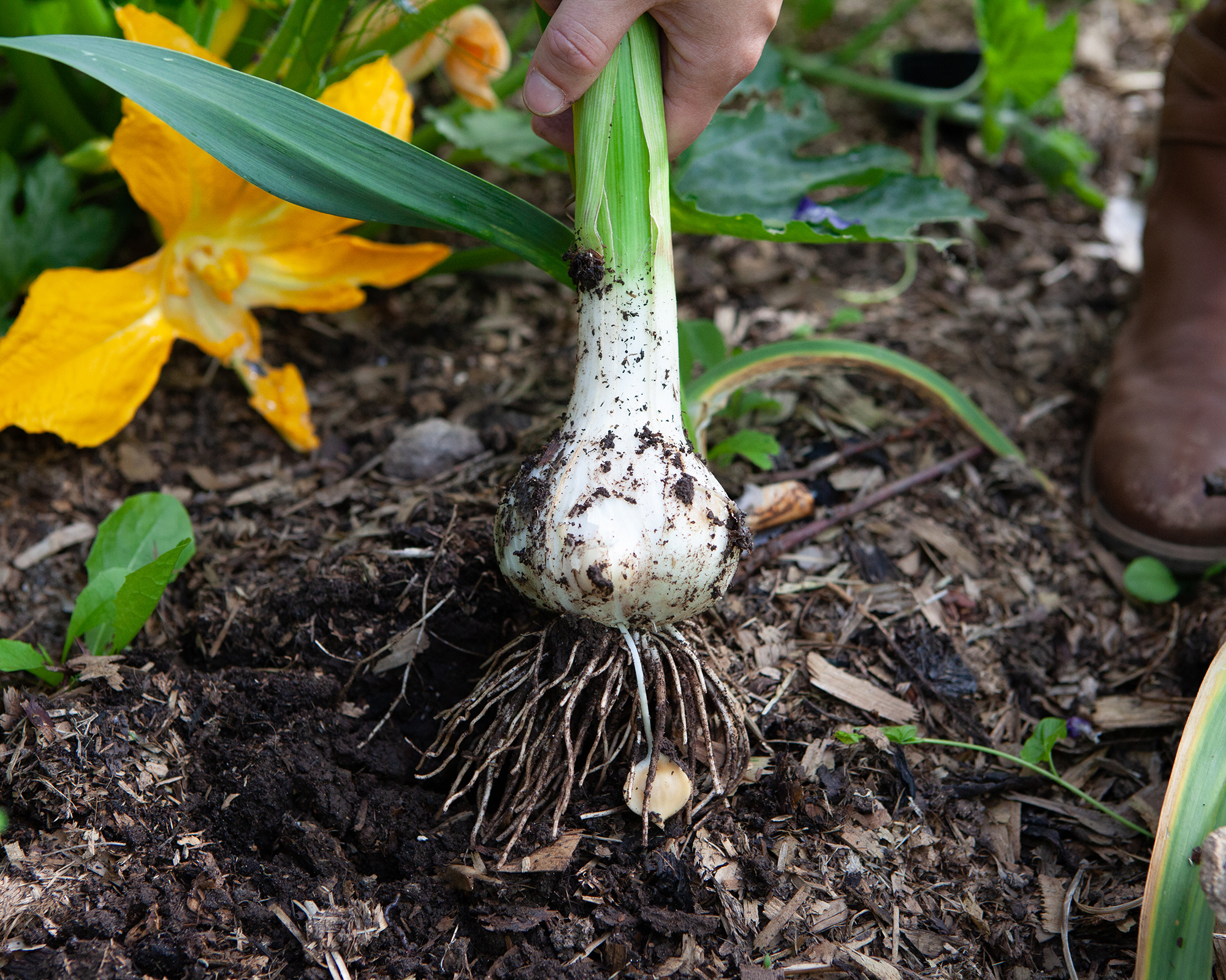 Gardener harvests elephant garlic bulb