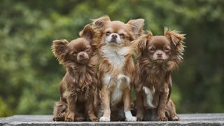 3 Chihuahuas