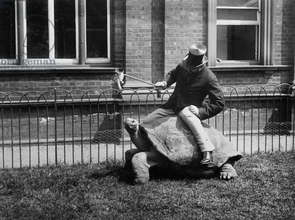 Lord Lionel Walter Rothschild riding a giant tortoise