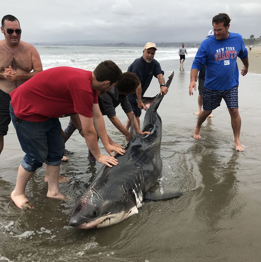 In Photos: Great White Shark Washes Up on Santa Cruz Beach | Live Science