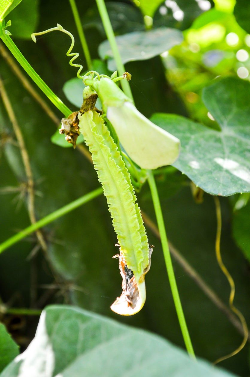 Green Winged Beans