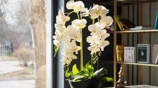 White orchids in black vase on table
