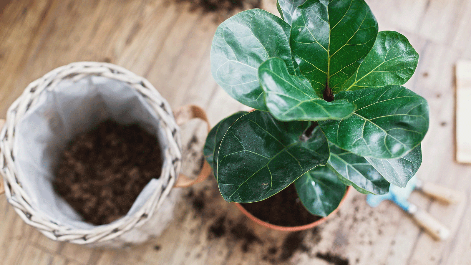 What is the best soil for fiddle leaf figs?