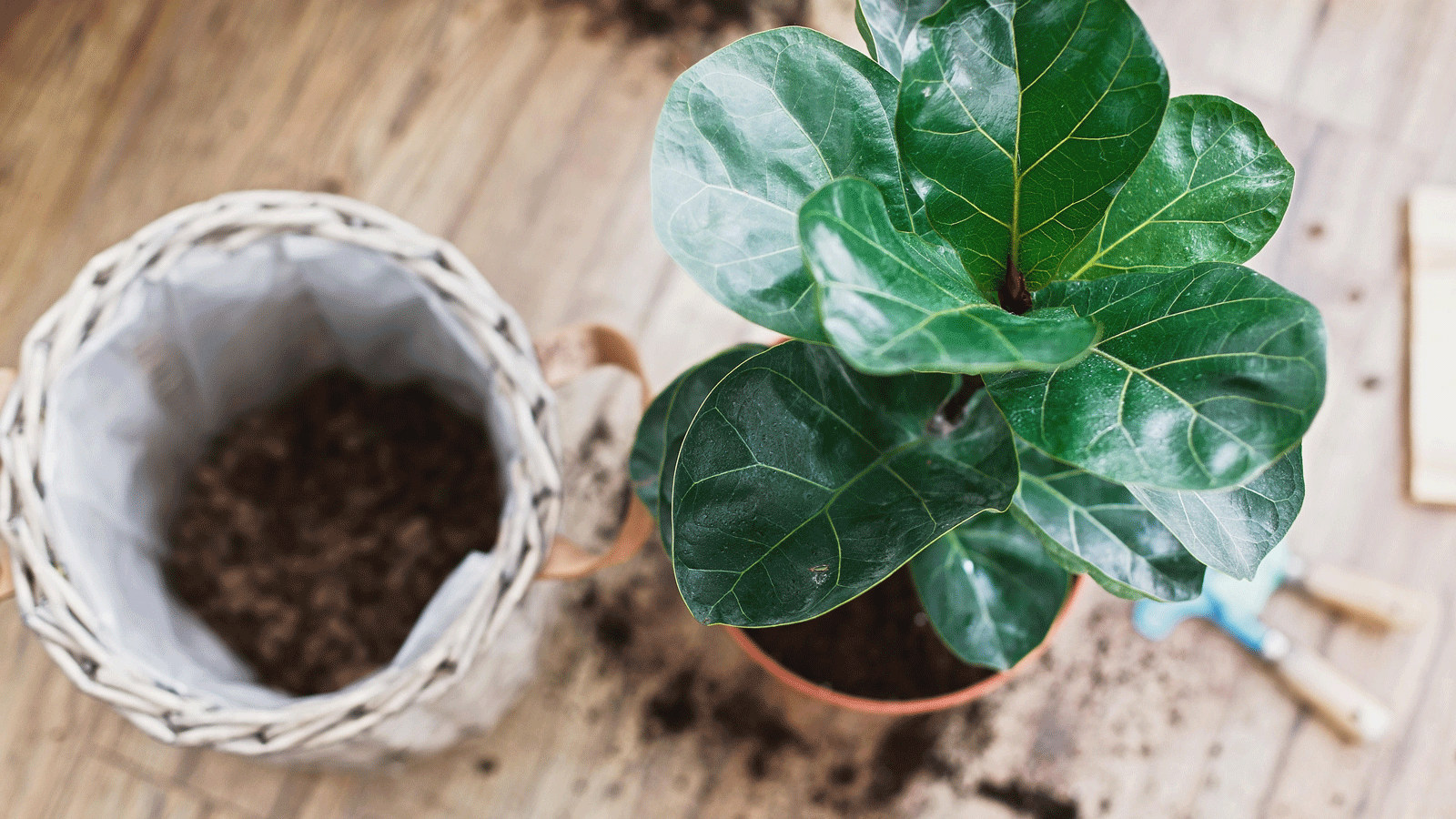 fiddle leaf fig and soil