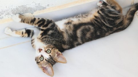 how to get a cat to stop scratching walls