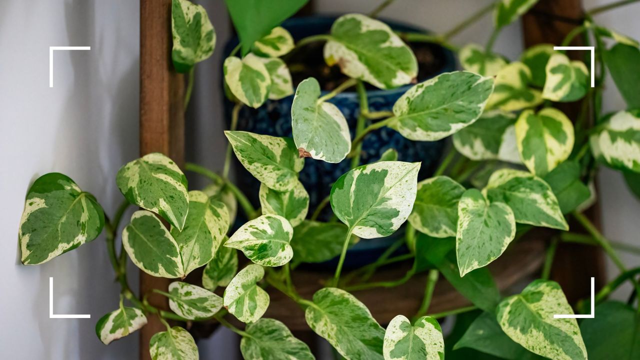  picture of pothos plant on shelf 