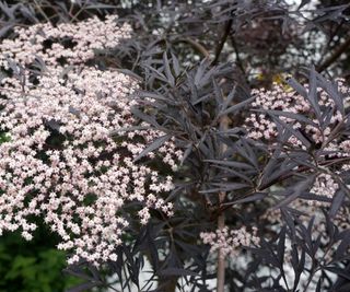 elder Black Lace flowering in garden display
